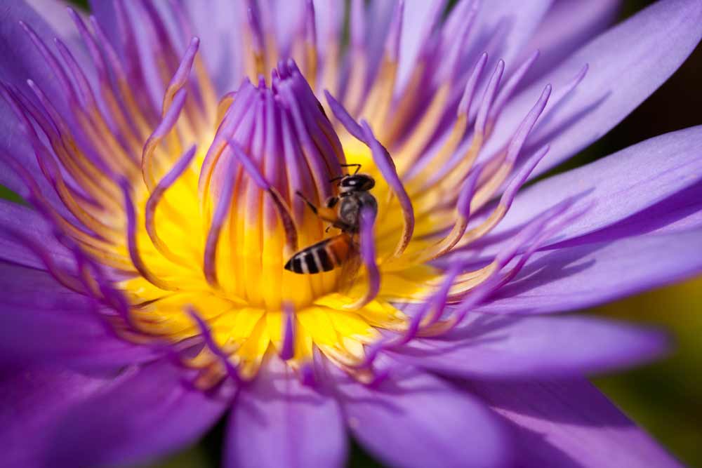Neurochirurgo Tumori Intradurali Intramidollari Neurochirurgo Tumori Intradurali Intramidollari