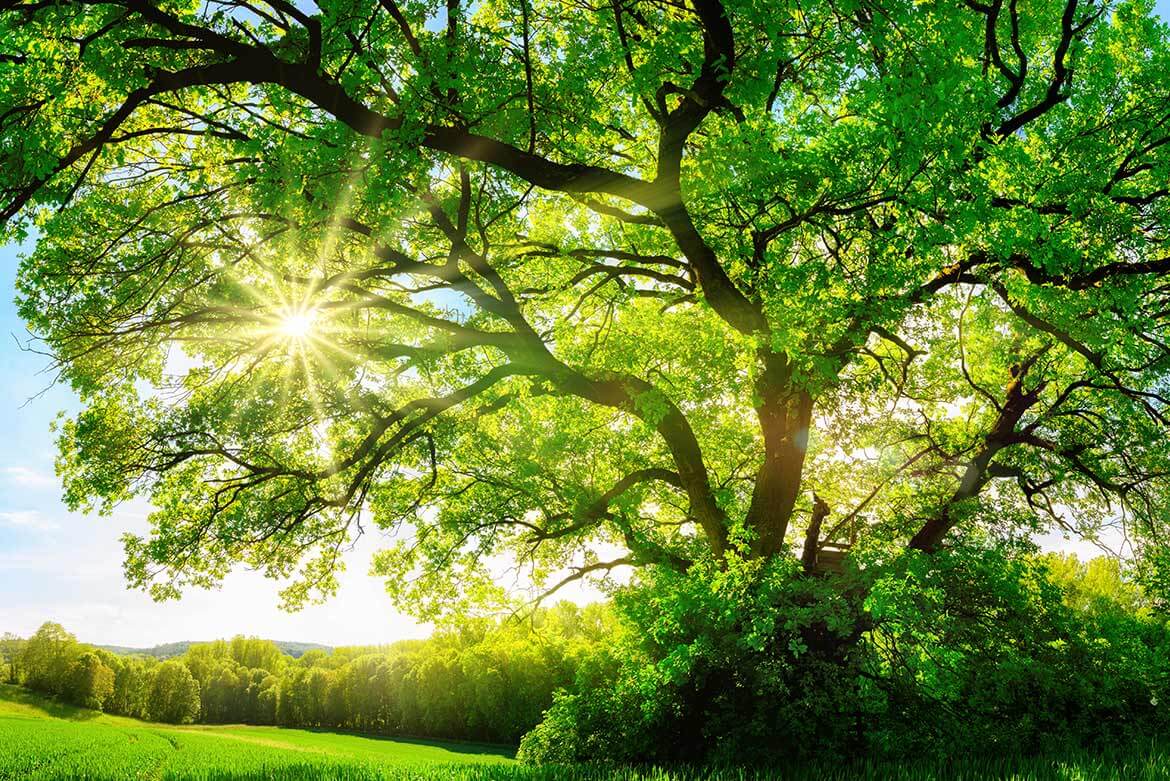 patologie malformazioni vascolari del cervello